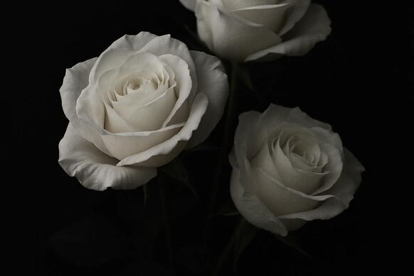 Białe róże na czarnym tle.